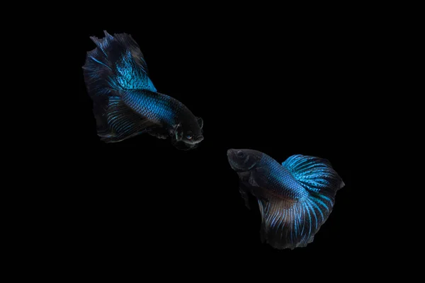 Two dancing Black Blue Mamba Avatar halfmoon betta splendens siamese fighting fish isolated on black color background. Image photo