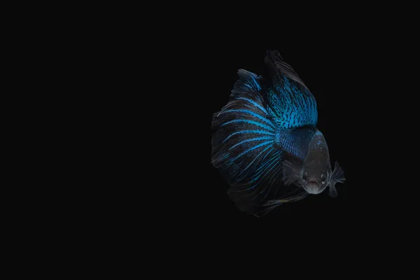 Front view angle of Black Blue Mamba Avatar halfmoon betta splendens / siamese fighting fish isolated on black color background. Image photo