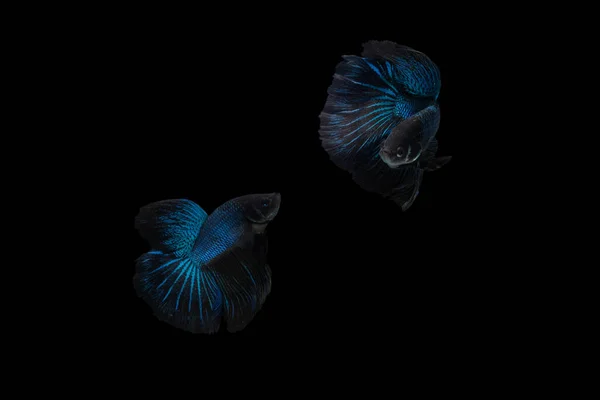 Two dancing Black Blue Mamba Avatar halfmoon betta splendens siamese fighting fish isolated on black color background. Image photo