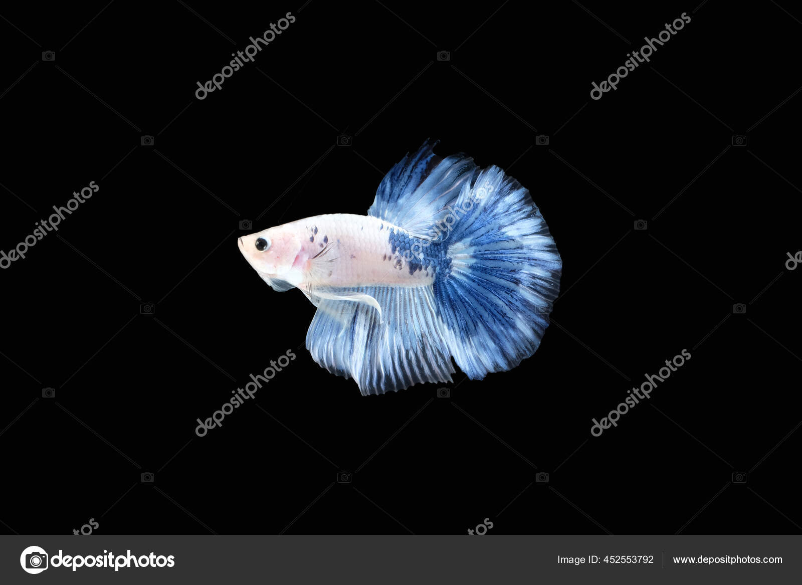 Halfmoon Betta Quick Facts!. Thanks for checking out this quick… | by Betta  Fish News Medium Club | Medium, image size:1600x1167