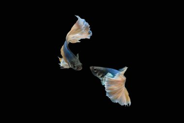 Dans eden iki mavi yarım ay. Siyam dövüş balığı. Siyah arka planda izole edilmiş.