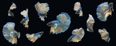 Siyah arka planda izole edilmiş mavi sarı yarım ay betta siyam balığı fotoğraf kolajı