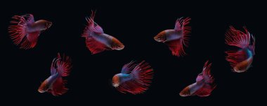 Siyah arka planda izole edilmiş dans eden taç kuyruklu Siyam dövüş balığı kolajı