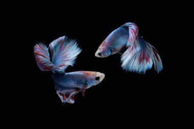 İki dans eden Mavi mermer boz ayı yarım ay, siyah arka planda izole edilmiş Siyam balığı.