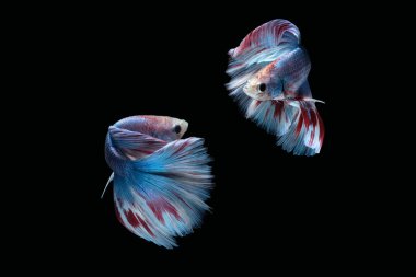 İki dans eden Mavi mermer boz ayı yarım ay, siyah arka planda izole edilmiş Siyam balığı.