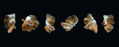 Sarı yarım ay, sarı gül, sarı, altın, fıçı, siyam, savaş balığı. Siyah arka planda izole edilmiş.