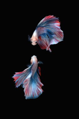 İki dans eden Siyam dövüşçü balığı (mavi beyaz renkli çift kuyruklu boz ayı) siyah arka planda izole edilmiş