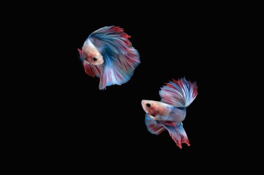 İki dans eden Siyam dövüşçü balığı (mavi beyaz renkli çift kuyruklu boz ayı) siyah arka planda izole edilmiş