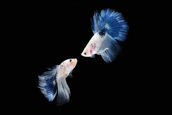 Two Dancing Blue White Halfmoon Betta Fish Siamese Blue Rim — Stock Photo, Image