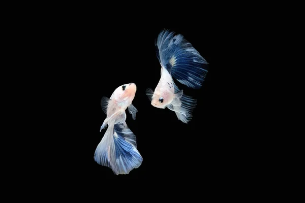 Two Dancing Blue White Halfmoon Betta Fish Siamese Blue Rim — Stock Photo, Image