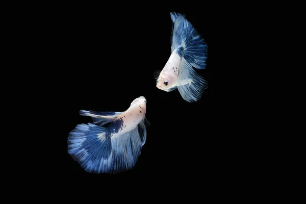 Two Dancing Blue White Halfmoon Betta Fish Siamese Blue Rim — Stock Photo, Image