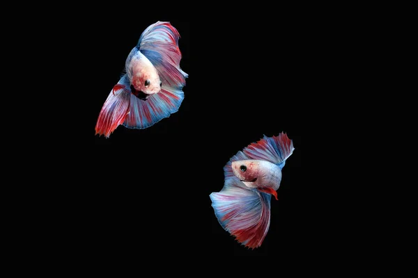 Two Dancing Betta Siamese Fighting Fish Double Tail Grizzle Blue — Stock Photo, Image