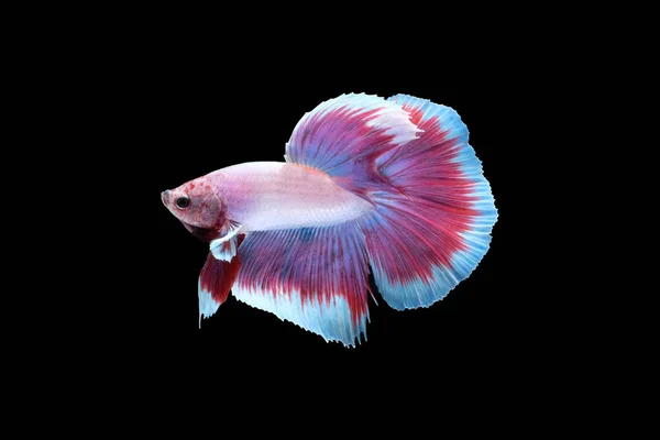 Side View Betta Siamese Fighting Fish Halfmoon Lavender White Purple — Stock Photo, Image