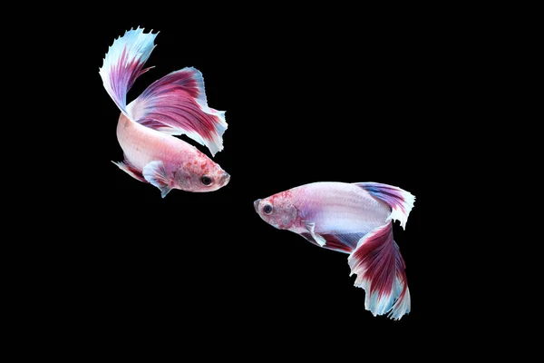 Two Dancing Betta Siamese Fighting Fish Halfmoon Lavender White Purple — Stock Photo, Image