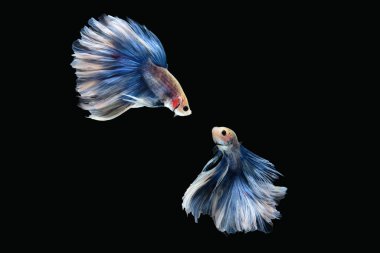 Betta siyam dövüşçü balığının iki dansı (beyaz mavi renk kombinasyonu içinde dev yarım ay gülkuyruğu) siyah arka planda izole edilmiş