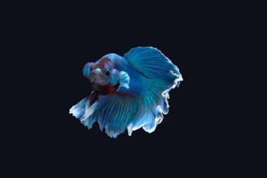Betta siyam dövüşçü balığının yan görünümü (Yarım Ay beyaz mavi renkli gül kuyruğu) siyah arkaplanda izole