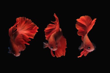 Betta siyam dövüşçü balığının fotoğraf kolajı (beyaz mavi renkli yarım ay gülkuyruğu) siyah arkaplanda izole edilmiş