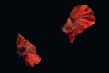 İki Betta siyam dövüşçü balığı dansı (Halfmoon beyaz mavi renkli Rosetail) siyah arka planda izole edilmiş