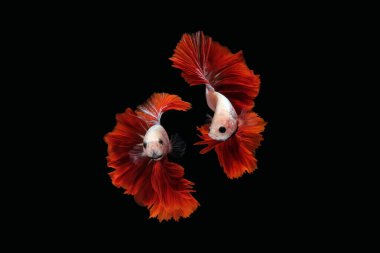 Siyah zemin üzerinde izole edilmiş bir suda yüzen ve dans eden Siyam dövüş balığı (Halfmoon Rosetail Mascot Red Dragon türü))