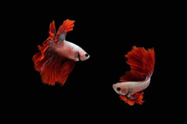 Siyah zemin üzerinde izole edilmiş bir suda yüzen ve dans eden Siyam dövüş balığı (Halfmoon Rosetail Mascot Red Dragon türü))