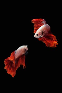 Siyah zemin üzerinde izole edilmiş bir suda yüzen ve dans eden Siyam dövüş balığı (Halfmoon Rosetail Mascot Red Dragon türü))