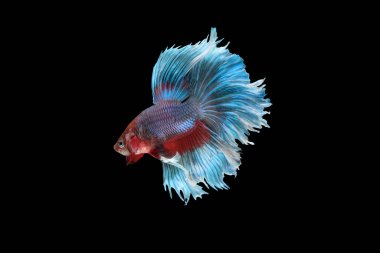 Betta siyam dövüşçü balığının yan görünümü (Kırmızı mor gövde rengi ve mavi yüzgeç renk kombinasyonu ile Dev Yarım Ay Rosetail türü) siyah arkaplanda izole edilmiş