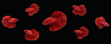 Süper kırmızı yarım ay tipi betta kolajı siyah arka planda izole edilmiş siyam balığıyla savaşıyor. Resim fotoğrafı.