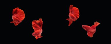 Süper kırmızı yarım ay tipi betta kolajı siyah arka planda izole edilmiş siyam balığıyla savaşıyor. Resim fotoğrafı.