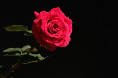 Kırmızı gül çiçeği siyah arka planda izole edilmiş. Resim fotoğrafı.