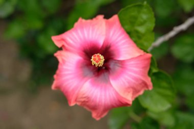 Amfibik çiçeğinin üst görüntüsü. Resim fotoğrafı.