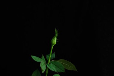 Sapı ve yaprağı olan beyaz gül goncası çiçeği. Resim fotoğrafı.