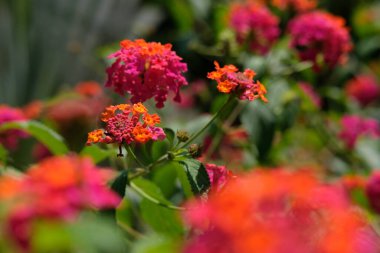 Bahçede renkli Lantana Camara (yaygın lantana) çiçeği. Resim fotoğrafı.