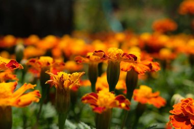 Turuncu, sarı ve altın renkli Tagetes ereksiyon çiçeği. Resim fotoğrafı.