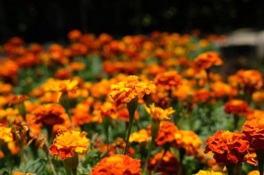 Turuncu, sarı ve altın renkli Tagetes ereksiyon çiçeği. Resim fotoğrafı.