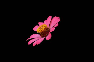Pembe zinnia elegans yıldız çiçeği siyah arka planda izole. Resim fotoğrafı.