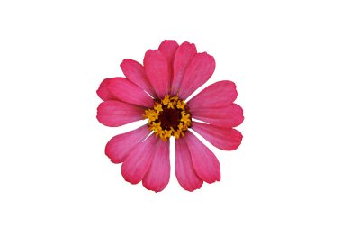 Beyaz arka planda izole edilmiş pembe zinnia elegans yıldız çiçeği. Resim fotoğrafı.
