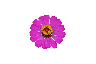 Beyaz arka planda izole edilmiş pembe zinnia elegans yıldız çiçeği. Resim fotoğrafı.