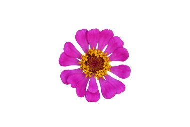 Beyaz arka planda izole edilmiş pembe zinnia elegans yıldız çiçeği. Resim fotoğrafı.