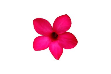 Frangipani çiçeği (Endonezya 'da bunga kamboja olarak bilinir) beyaz arka planda izole edilmiştir. Resim fotoğrafı.