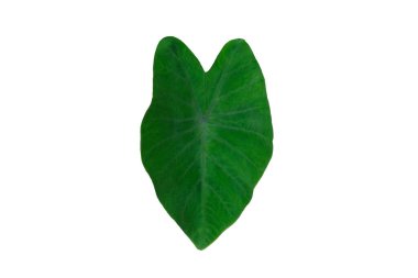 Xanthosoma sagittifolium schott / tania yaprağı beyaz arka planda stüdyo ışıklandırmasıyla izole edilmiştir.