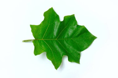 Bezelye yaprağı, stüdyo ışıklandırmasıyla beyaz arka planda izole edilmiş.