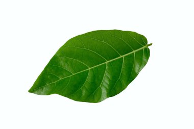 Karpatya ceviz yaprağı, beyaz arka planda izole edilmiş, stüdyo aydınlatmalı.