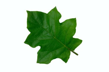 Bezelye yaprağı, stüdyo ışıklandırmasıyla beyaz arka planda izole edilmiş.