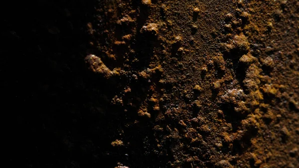 Abstract macro photography. Close up brown moss on dark hidden spot