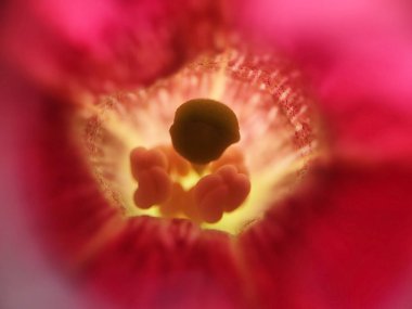 Makro, Ipomoea Purpurea Roth çiçeğini vuruyor. Pistil 'ine özel olarak odaklanıyor. Resim fotoğrafı.