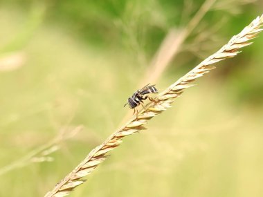 Sabahleyin çayırda kurumuş çimlerin kenarında dinlenen küçük bir arı. Resim fotoğrafı.