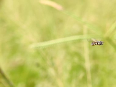 Sabahleyin çayırda kurumuş çimlerin kenarında dinlenen küçük bir arı. Resim fotoğrafı.