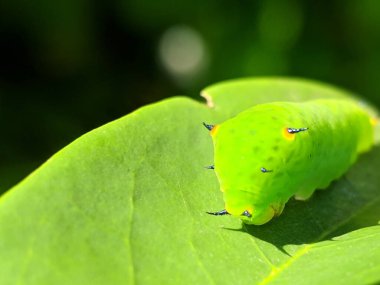 Gün doğumunda yaprakta yeşil güve larvaları ve çözünmüş yeşil arka plan.