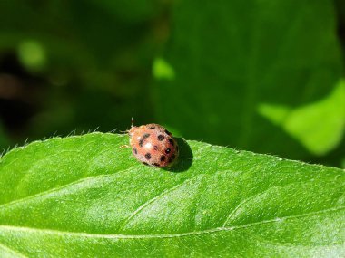 Lady Bug 'ın sabah izne çıkışının makro çekimini kapat.