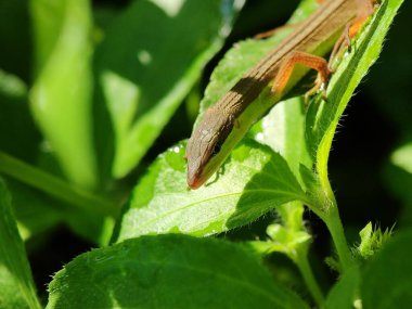 Seçici odak - kahverengi sarı kertenkeleler sabah yaprakların üzerinde güneşleniyor
